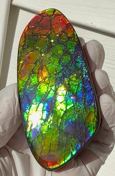 AAA grade,Rainbow colors,Ammolite Display Stone,Handheld Beautiful Specimen,Fossil,Metaphysical,Home Decor,Alberta fossil CS-259,Free shipping!