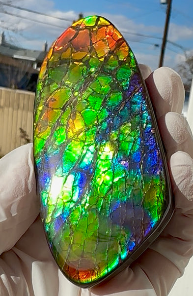AAA grade,Rainbow colors,Ammolite Display Stone,Handheld Beautiful Specimen,Fossil,Metaphysical,Home Decor,Alberta fossil CS-259,Free shipping!