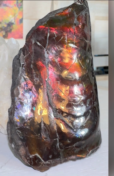 Baculite  Ammolite  Ammonite Partial Fossil  Hand Specimen Home Décor, AF-134***アンモライト 斑彩石 コレクターストーン