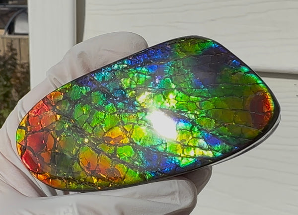 AAA grade,Rainbow colors,Ammolite Display Stone,Handheld Beautiful Specimen,Fossil,Metaphysical,Home Decor,Alberta fossil CS-259,Free shipping!