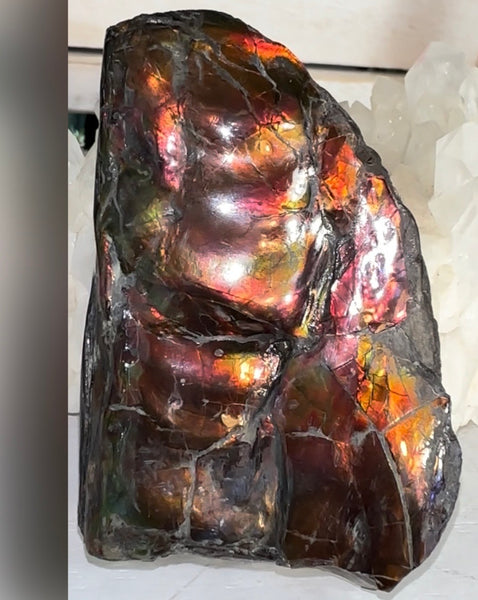 Baculite  Ammolite  Ammonite Partial Fossil  Hand Specimen Home Décor, AF-134***アンモライト 斑彩石 コレクターストーン