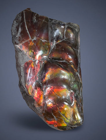 Baculite  Ammolite  Ammonite Partial Fossil  Hand Specimen Home Décor, AF-134***アンモライト 斑彩石 コレクターストーン