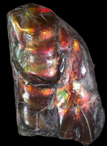 Baculite  Ammolite  Ammonite Partial Fossil  Hand Specimen Home Décor, AF-134***アンモライト 斑彩石 コレクターストーン
