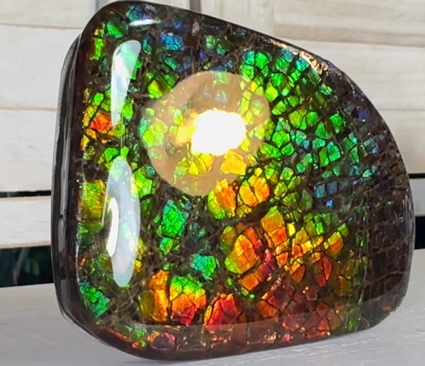 SALE! Rainbow colors,Ammolite Display Stone,Handheld Beautiful Specimen,Fossil,Metaphysical,Home Decor,Alberta fossil CS-263 Free shipping!