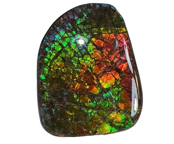 SALE! Rainbow colors,Ammolite Display Stone,Handheld Beautiful Specimen,Fossil,Metaphysical,Home Decor,Alberta fossil CS-263 Free shipping!