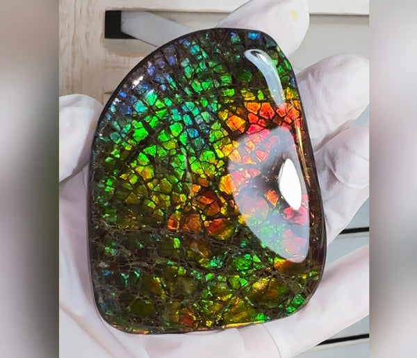 SALE! Rainbow colors,Ammolite Display Stone,Handheld Beautiful Specimen,Fossil,Metaphysical,Home Decor,Alberta fossil CS-263 Free shipping!