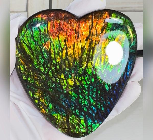 SALE! XL heart-shaped,Rainbow colors,Ammolite Display Stone,Handheld Beautiful Specimen,Fossil,Metaphysical,Home Decor,Alberta fossil CS-262 Free shipping!