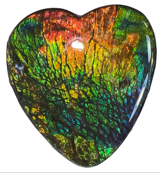 SALE! XL heart-shaped,Rainbow colors,Ammolite Display Stone,Handheld Beautiful Specimen,Fossil,Metaphysical,Home Decor,Alberta fossil CS-262 Free shipping!