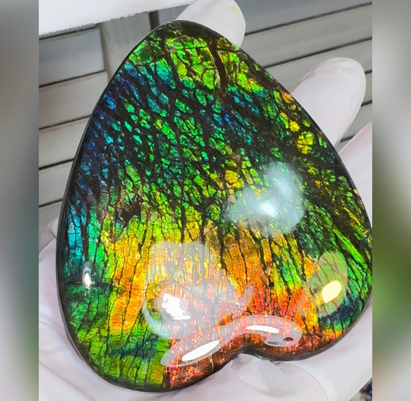 SALE! XL heart-shaped,Rainbow colors,Ammolite Display Stone,Handheld Beautiful Specimen,Fossil,Metaphysical,Home Decor,Alberta fossil CS-262 Free shipping!