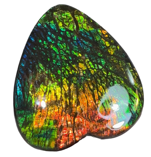 SALE! XL heart-shaped,Rainbow colors,Ammolite Display Stone,Handheld Beautiful Specimen,Fossil,Metaphysical,Home Decor,Alberta fossil CS-262 Free shipping!