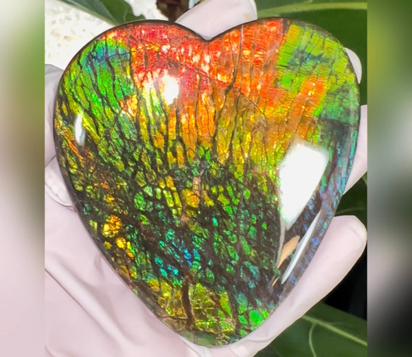 SALE! XL heart-shaped,Rainbow colors,Ammolite Display Stone,Handheld Beautiful Specimen,Fossil,Metaphysical,Home Decor,Alberta fossil CS-262 Free shipping!