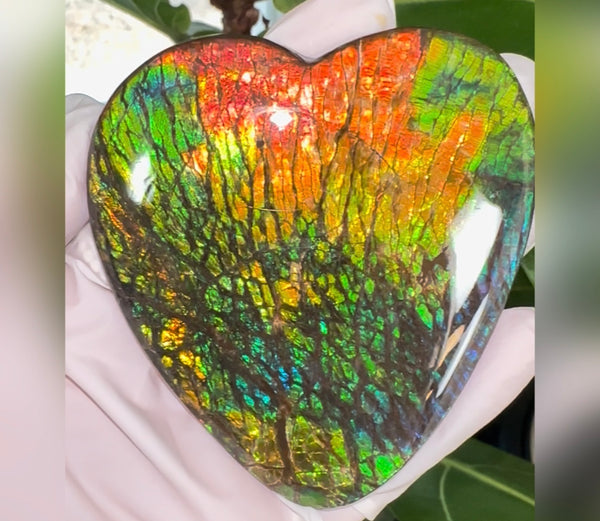 SALE! XL heart-shaped,Rainbow colors,Ammolite Display Stone,Handheld Beautiful Specimen,Fossil,Metaphysical,Home Decor,Alberta fossil CS-262 Free shipping!