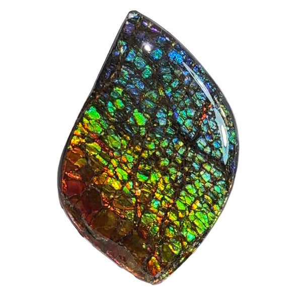 SALE! Large,Rainbow! Color, Loose stone, high grade rainbow color,Ammolite,Freeform, Cabochon,gemstone Canadian Ammonite,wrapping jewellery,Rainbow colours,FC-279