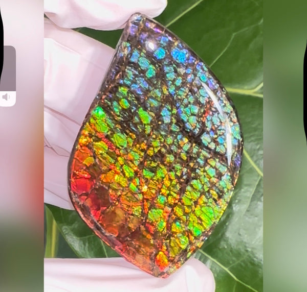 SALE! Large,Rainbow! Color, Loose stone, high grade rainbow color,Ammolite,Freeform, Cabochon,gemstone Canadian Ammonite,wrapping jewellery,Rainbow colours,FC-279