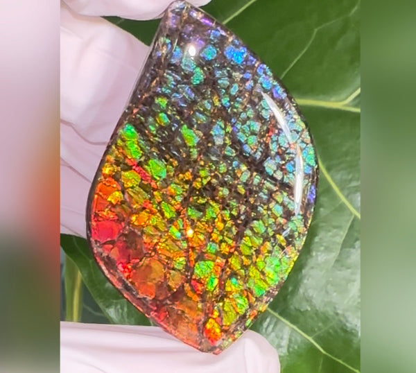 SALE! Large,Rainbow! Color, Loose stone, high grade rainbow color,Ammolite,Freeform, Cabochon,gemstone Canadian Ammonite,wrapping jewellery,Rainbow colours,FC-279