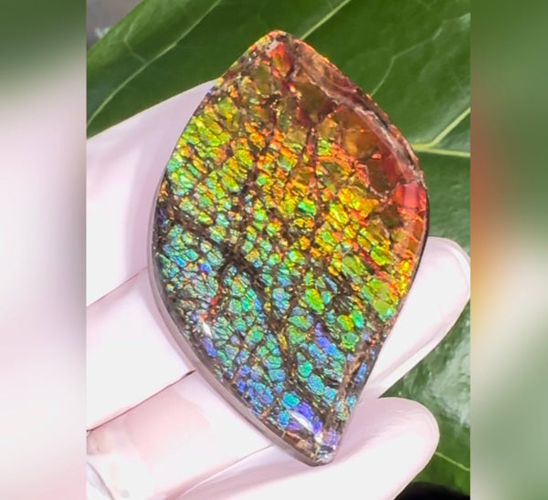 SALE! Large,Rainbow! Color, Loose stone, high grade rainbow color,Ammolite,Freeform, Cabochon,gemstone Canadian Ammonite,wrapping jewellery,Rainbow colours,FC-279