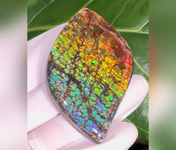 SALE! Large,Rainbow! Color, Loose stone, high grade rainbow color,Ammolite,Freeform, Cabochon,gemstone Canadian Ammonite,wrapping jewellery,Rainbow colours,FC-279