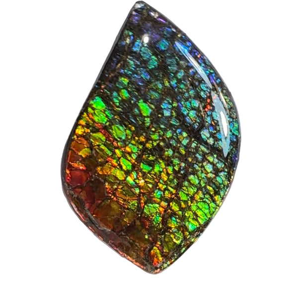 SALE! Large,Rainbow! Color, Loose stone, high grade rainbow color,Ammolite,Freeform, Cabochon,gemstone Canadian Ammonite,wrapping jewellery,Rainbow colours,FC-279