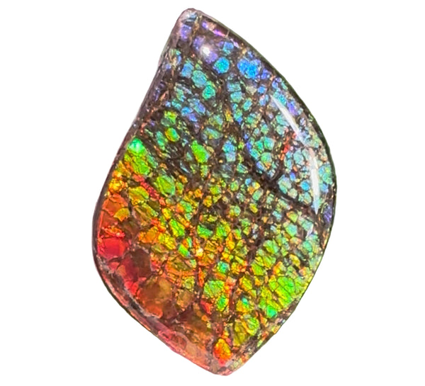 SALE! Large,Rainbow! Color, Loose stone, high grade rainbow color,Ammolite,Freeform, Cabochon,gemstone Canadian Ammonite,wrapping jewellery,Rainbow colours,FC-279