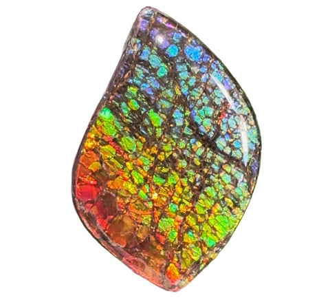 SALE! Large,Rainbow! Color, Loose stone, high grade rainbow color,Ammolite,Freeform, Cabochon,gemstone Canadian Ammonite,wrapping jewellery,Rainbow colours,FC-279