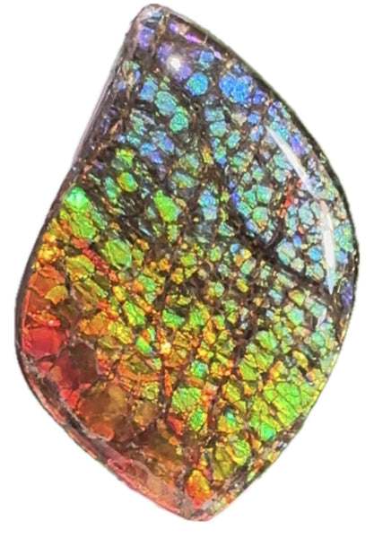 SALE! Large,Rainbow! Color, Loose stone, high grade rainbow color,Ammolite,Freeform, Cabochon,gemstone Canadian Ammonite,wrapping jewellery,Rainbow colours,FC-279