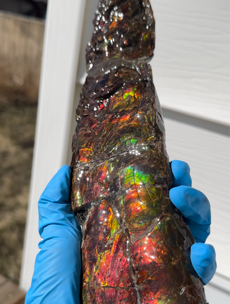 10.74" Rare Baculite Ammolite,Handheld Specimen , Bacculite Fossil Ammonite Display,Home Decor,Display,Alberta,Gem AF-121