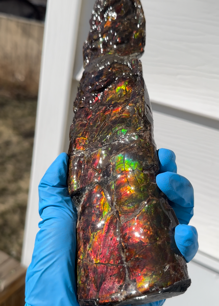 10.74" Rare Baculite Ammolite,Handheld Specimen , Bacculite Fossil Ammonite Display,Home Decor,Display,Alberta,Gem AF-121