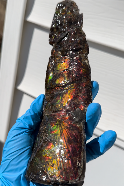 10.74" Rare Baculite Ammolite,Handheld Specimen , Bacculite Fossil Ammonite Display,Home Decor,Display,Alberta,Gem AF-121