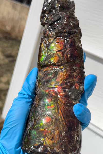 10.74" Rare Baculite Ammolite,Handheld Specimen , Bacculite Fossil Ammonite Display,Home Decor,Display,Alberta,Gem AF-121