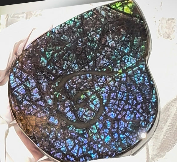 Ammonite-shaped,Purple blue and green,Ammolite Display Stone,Handheld Beautiful Specimen,Fossil,Metaphysical,Home Decor,Alberta fossil CS-264