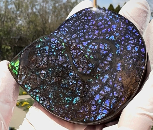 Ammonite-shaped,Purple blue and green,Ammolite Display Stone,Handheld Beautiful Specimen,Fossil,Metaphysical,Home Decor,Alberta fossil CS-264