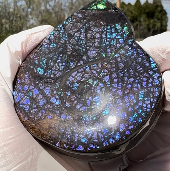 Ammonite-shaped,Purple blue and green,Ammolite Display Stone,Handheld Beautiful Specimen,Fossil,Metaphysical,Home Decor,Alberta fossil CS-264