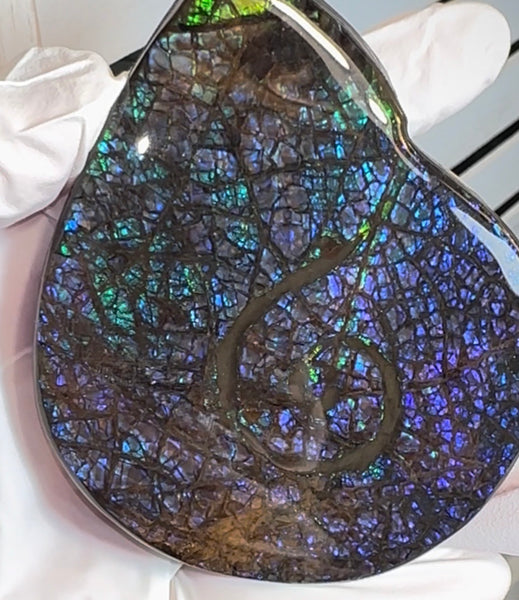 Ammonite-shaped,Purple blue and green,Ammolite Display Stone,Handheld Beautiful Specimen,Fossil,Metaphysical,Home Decor,Alberta fossil CS-264