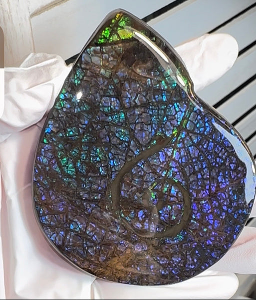 Ammonite-shaped,Purple blue and green,Ammolite Display Stone,Handheld Beautiful Specimen,Fossil,Metaphysical,Home Decor,Alberta fossil CS-264