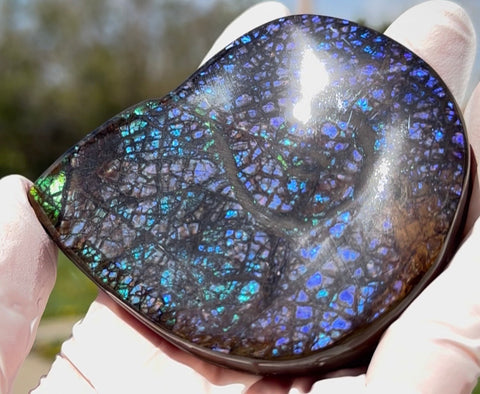 Ammonite-shaped,Purple blue and green,Ammolite Display Stone,Handheld Beautiful Specimen,Fossil,Metaphysical,Home Decor,Alberta fossil CS-264