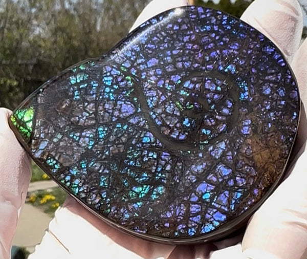 Ammonite-shaped,Purple blue and green,Ammolite Display Stone,Handheld Beautiful Specimen,Fossil,Metaphysical,Home Decor,Alberta fossil CS-264