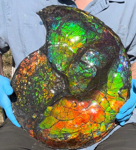 19.25" Ammolite ,Placenticeras costatum,Double-Sided Rainbow, Specimen, Fossil,Ammonite, Collector Stone,Home decor,**FREE SHIPPING***　AF-110