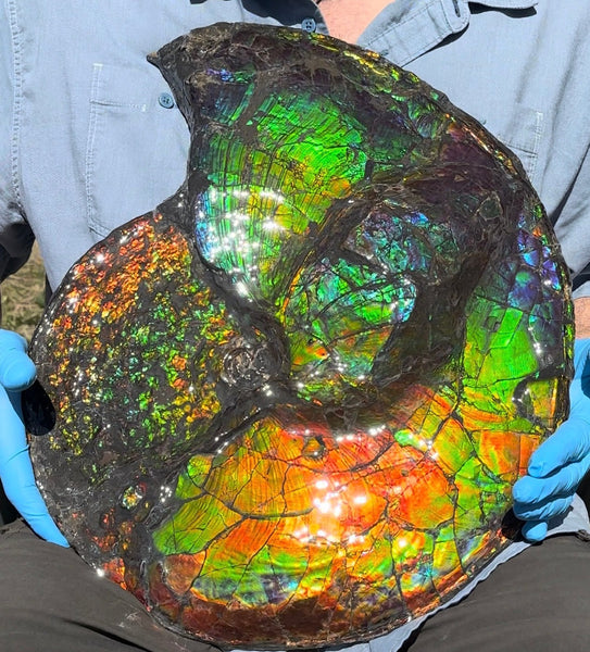 19.25" Ammolite ,Placenticeras costatum,Double-Sided Rainbow, Specimen, Fossil,Ammonite, Collector Stone,Home decor,**FREE SHIPPING***　AF-110