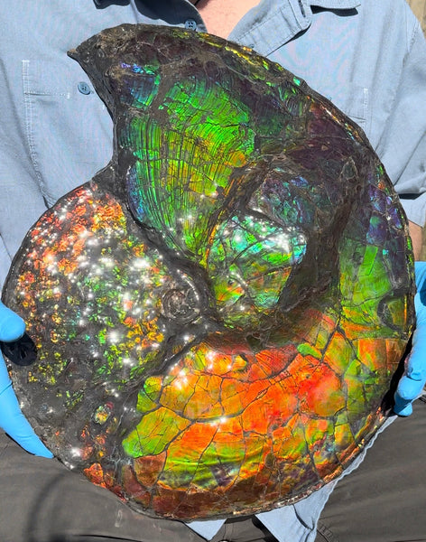19.25" Ammolite ,Placenticeras costatum,Double-Sided Rainbow, Specimen, Fossil,Ammonite, Collector Stone,Home decor,**FREE SHIPPING***　AF-110