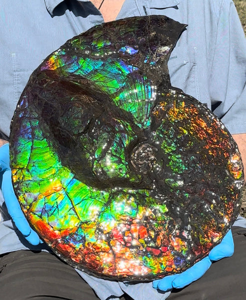19.25" Ammolite ,Placenticeras costatum,Double-Sided Rainbow, Specimen, Fossil,Ammonite, Collector Stone,Home decor,**FREE SHIPPING***　AF-110