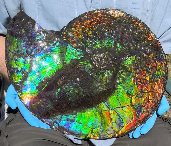19.25" Ammolite ,Placenticeras costatum,Double-Sided Rainbow, Specimen, Fossil,Ammonite, Collector Stone,Home decor,**FREE SHIPPING***　AF-110