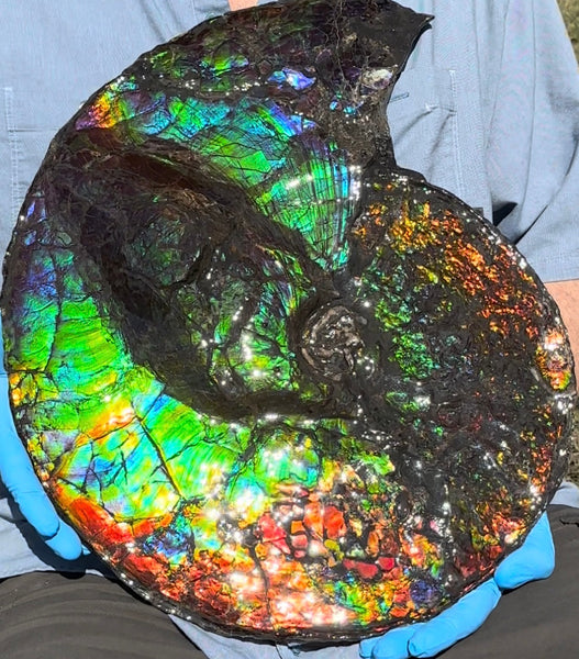 19.25" Ammolite ,Placenticeras costatum,Double-Sided Rainbow, Specimen, Fossil,Ammonite, Collector Stone,Home decor,**FREE SHIPPING***　AF-110