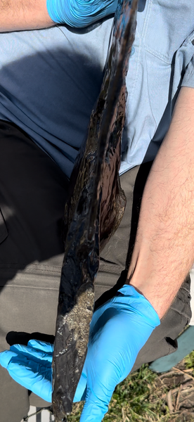 19.25" Ammolite ,Placenticeras costatum,Double-Sided Rainbow, Specimen, Fossil,Ammonite, Collector Stone,Home decor,**FREE SHIPPING***　AF-110