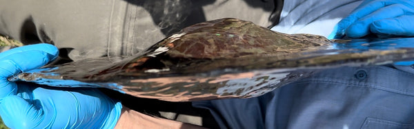 19.25" Ammolite ,Placenticeras costatum,Double-Sided Rainbow, Specimen, Fossil,Ammonite, Collector Stone,Home decor,**FREE SHIPPING***　AF-110