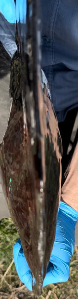 19.25" Ammolite ,Placenticeras costatum,Double-Sided Rainbow, Specimen, Fossil,Ammonite, Collector Stone,Home decor,**FREE SHIPPING***　AF-110