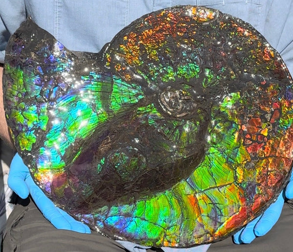 19.25" Ammolite ,Placenticeras costatum,Double-Sided Rainbow, Specimen, Fossil,Ammonite, Collector Stone,Home decor,**FREE SHIPPING***　AF-110