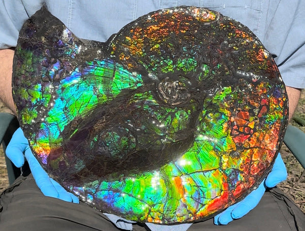 19.25" Ammolite ,Placenticeras costatum,Double-Sided Rainbow, Specimen, Fossil,Ammonite, Collector Stone,Home decor,**FREE SHIPPING***　AF-110