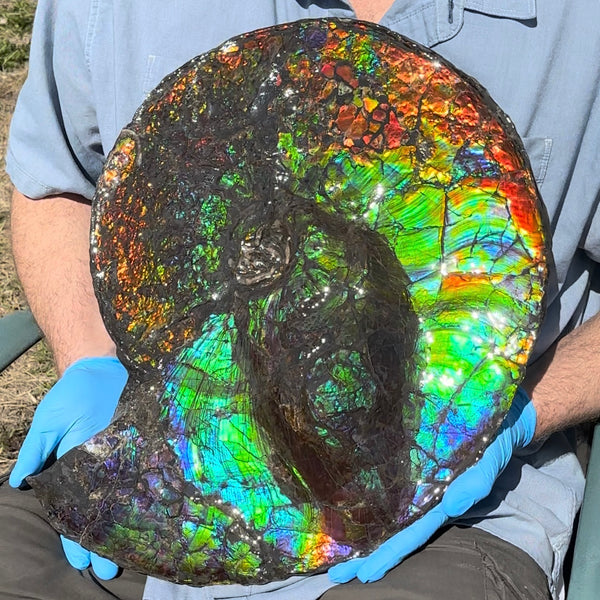 19.25" Ammolite ,Placenticeras costatum,Double-Sided Rainbow, Specimen, Fossil,Ammonite, Collector Stone,Home decor,**FREE SHIPPING***　AF-110