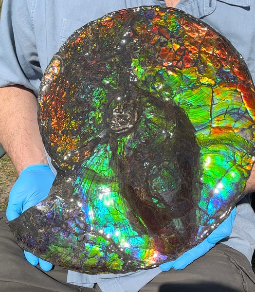 19.25" Ammolite ,Placenticeras costatum,Double-Sided Rainbow, Specimen, Fossil,Ammonite, Collector Stone,Home decor,**FREE SHIPPING***　AF-110