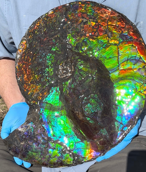 19.25" Ammolite ,Placenticeras costatum,Double-Sided Rainbow, Specimen, Fossil,Ammonite, Collector Stone,Home decor,**FREE SHIPPING***　AF-110